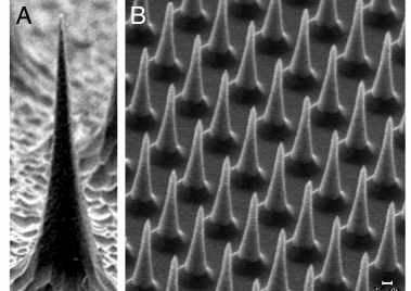 The design of the microneedle arrays for seeding allograft nerves