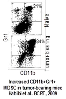 Chart showing increased CD11b + Gr1+MDSC in tumor-bearing mice