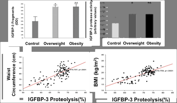 Charts showing increasing degradation of Insulin-like Growth Factor-Binding Protein 3 was found in circulation during progression from lean to overweight/obese condition in patients
